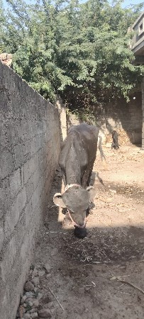 ખડેલી છે બે જાતે વેચવાની છે