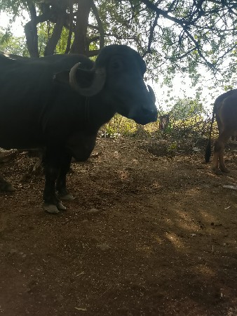 ભેંસ વેચવાની છે