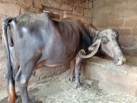 ભેંસ વેચવાની છે  કિમત 85000