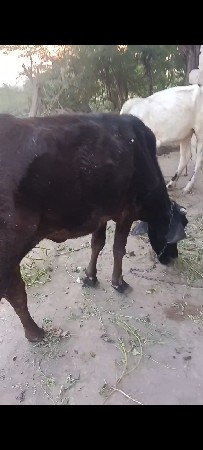 આ 2 વાછડીયૂ વેચવા ની છે