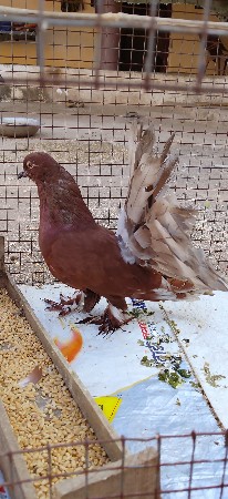 કબૂતર વેચવાના છે