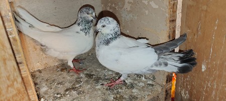 3 જોડી કબુતર દેવાનું છે