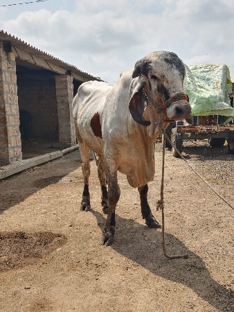 ગીર સાંઠ વેચવાનો છે‌