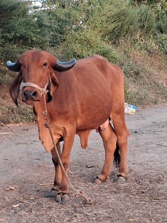 ગાય વેચવાની છે