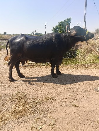 ભેંસ વેચવા ની છે