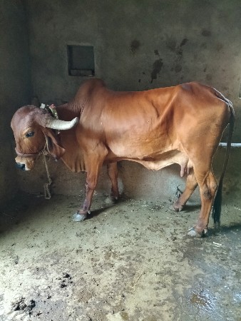 ગાય વેચવાની છે