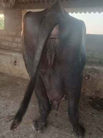 વેચવાની