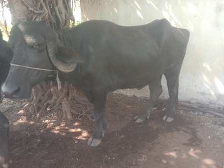 ખડેલી વેચવાની શે