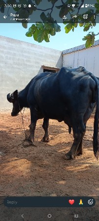 ભેંસ વેચવાની છે