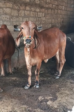 હોડકી  વેચવાની છે