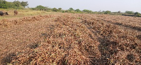 જુવાર નો ચારો વેચવાનો છે