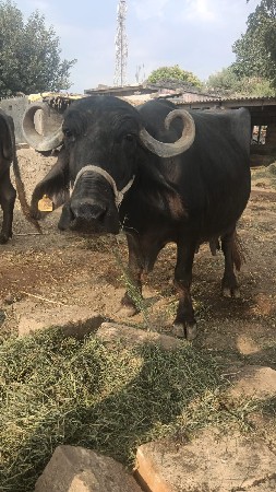 ભેંસ વેચવાની છે