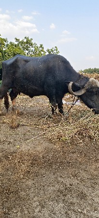 ભેશ વેશવાની‌છે