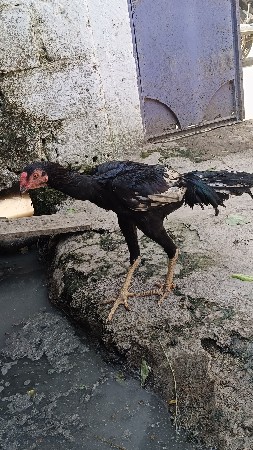 અસીલ  મુરઘા વેચવાના છે
