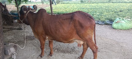 દેહણ ગાય દુજણી આપવાની છે.