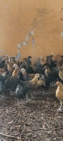 દેસી સોનાલી મરધા
