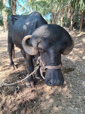 પાડો વેચવાનુ  છે