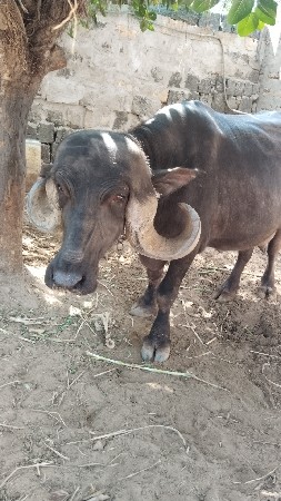 પેલા વેતર મા