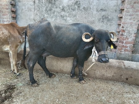 ભેંસ વેચવાની