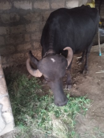ભેંસ વેચવાની છે