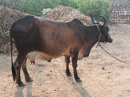 ગાય વેશવાનીછે