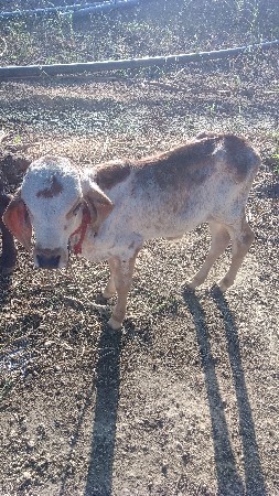 ગાય વેચવાની છે