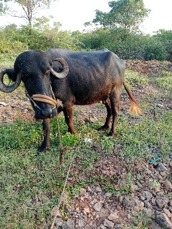 ભેંશ વેચવાની છે