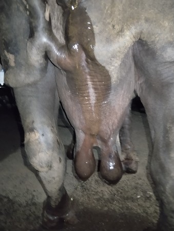 ભેંસ વેચવાની છે