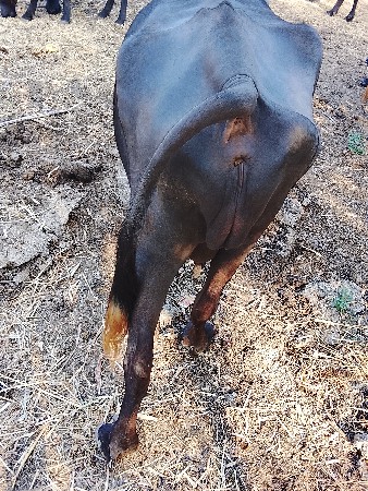ભેંસ વેચવાની છે