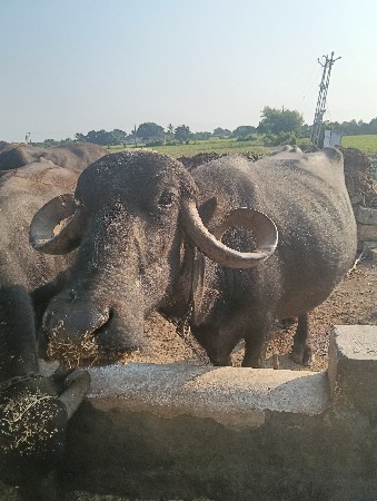 ત્રીજુ વેતર