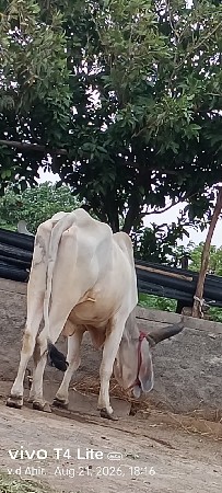 બળદ વેશવાનો છે