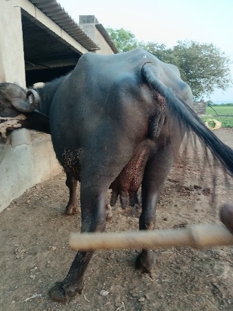 ભેંસ વેચવાની છે