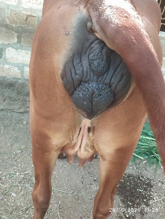 gir jay vechavani che