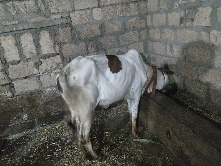 vachdi સે 1.5 વર્ષ ની સે