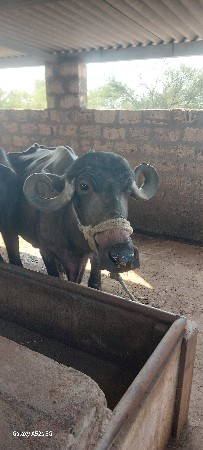 બીજુ વેતર છે