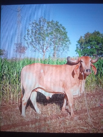 બળદ વેચવાનો છે