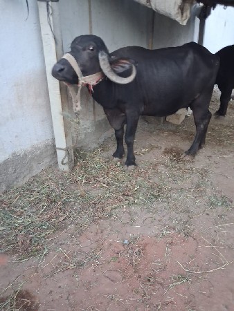 ભેંસ વેચવાની છે