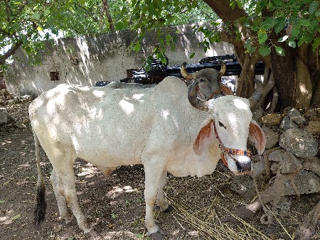 2 વાવણી વાવેલા છે