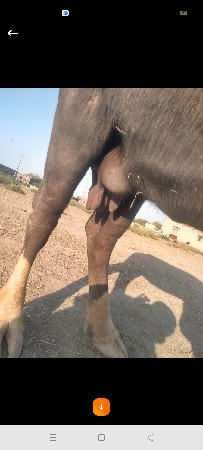 પોરબંદર 
પોરબંદર