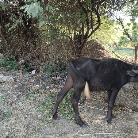 4 buffalo for sell
