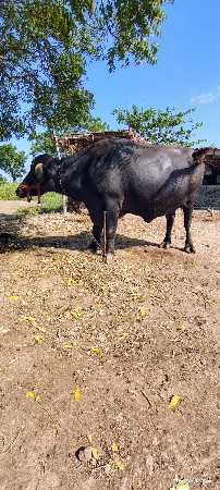 ભેંસ વેચવાની છે