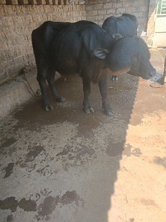 પાડો વેસવો 👑