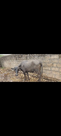 peli વેતર viyani 30 divs thaya