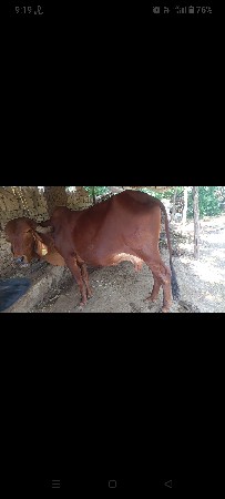 ગીર ગાય