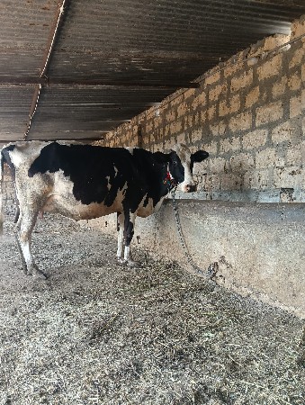 HF ગાય વેચવાની છે