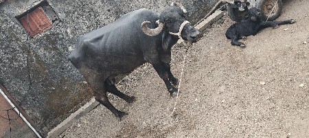 ભેંસ