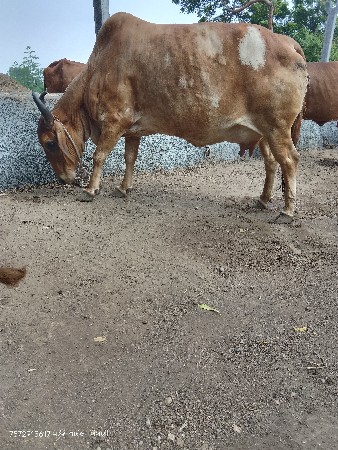 માંકડી દેશી ગાય વેચવાની