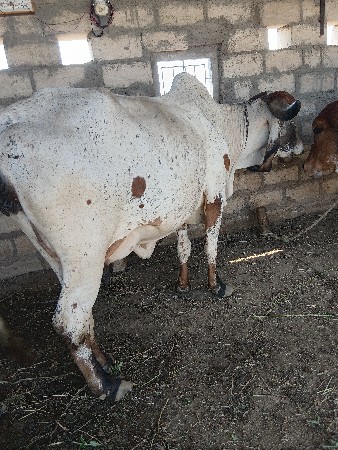 ગીર ગાય વેચવાની છે