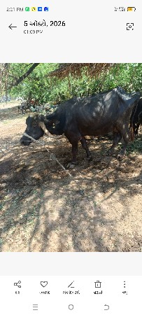 ભેંસ વેચવાની છે