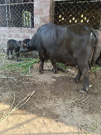 ભેંસ વેચવાની છે